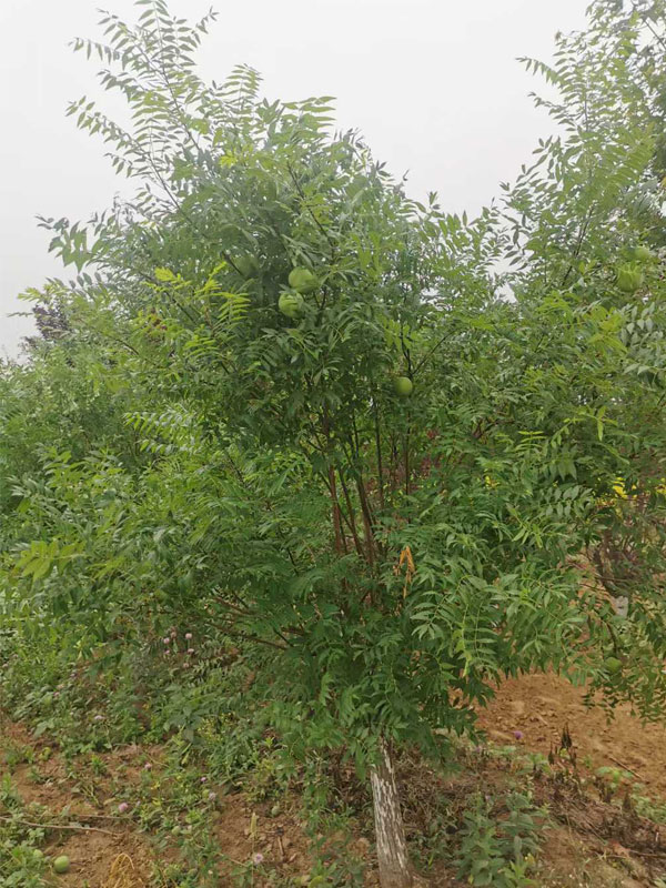 1731134557296593.jpg 36.jpg