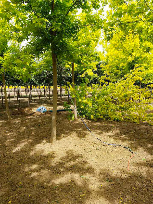 1731475352807138.jpg 1.jpg