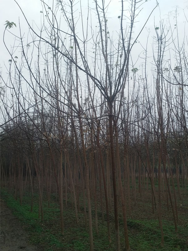 1731475559794875.jpg 3.jpg