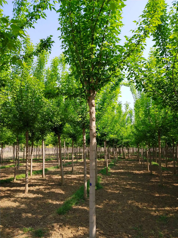 1731475657550628.jpg 4.jpg