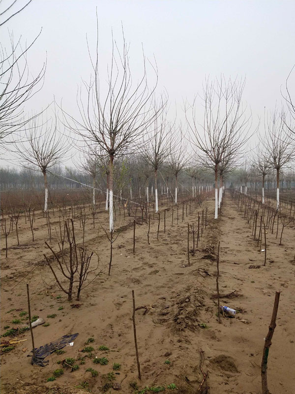 1731475916857681.jpg 7.jpg