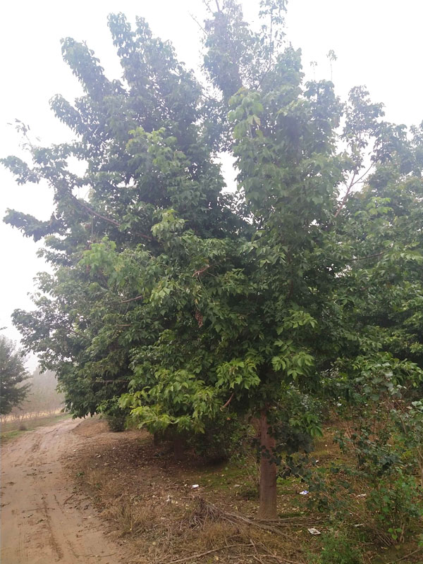 1731476090367612.jpg 9.jpg