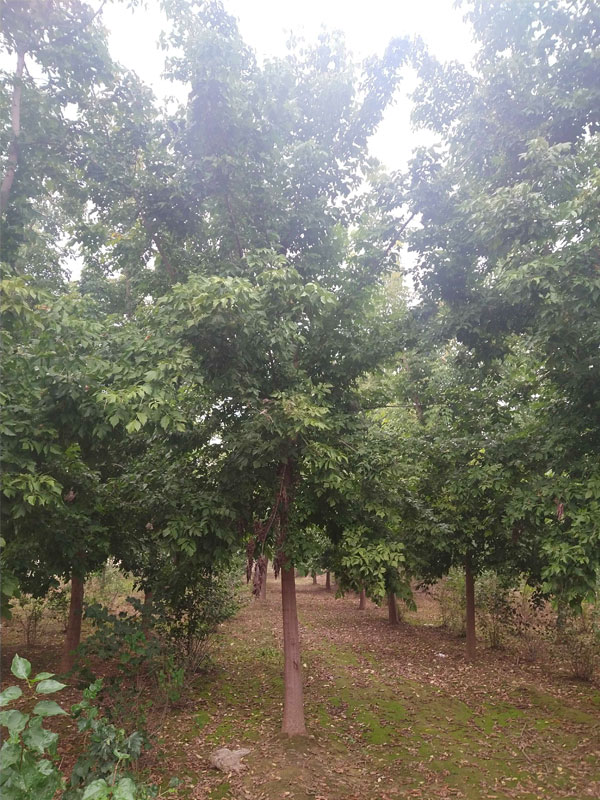 1731476167415301.jpg 10.jpg