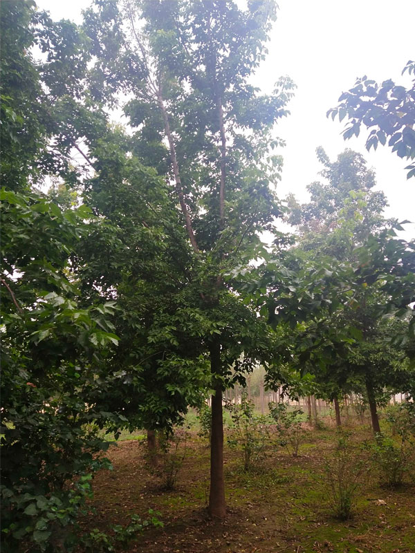 1731476240343230.jpg 11.jpg