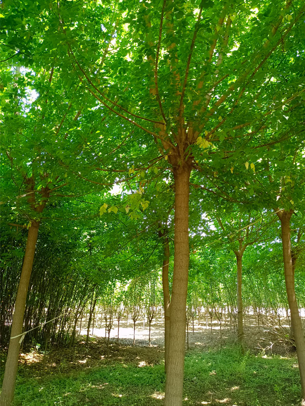 1731476366943526.jpg 26.jpg