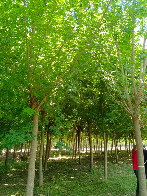 1731476455732260.jpg 25.jpg