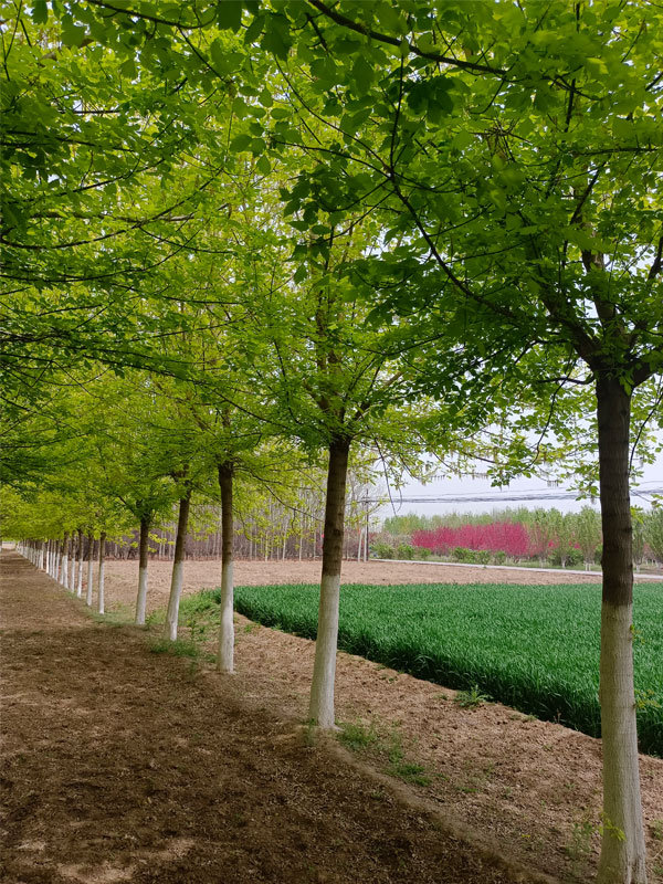 1731476531563245.jpg 35.jpg