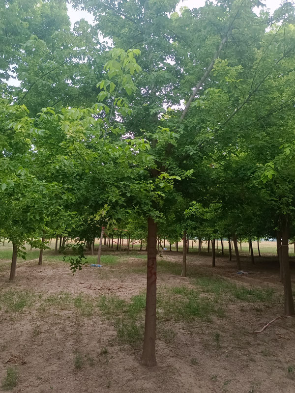 1731476635303400.jpg 28.jpg