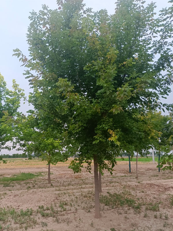 1731476709451232.jpg 29.jpg