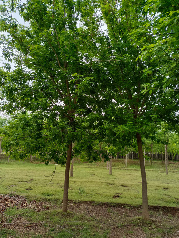 1731476826304566.jpg 24.jpg