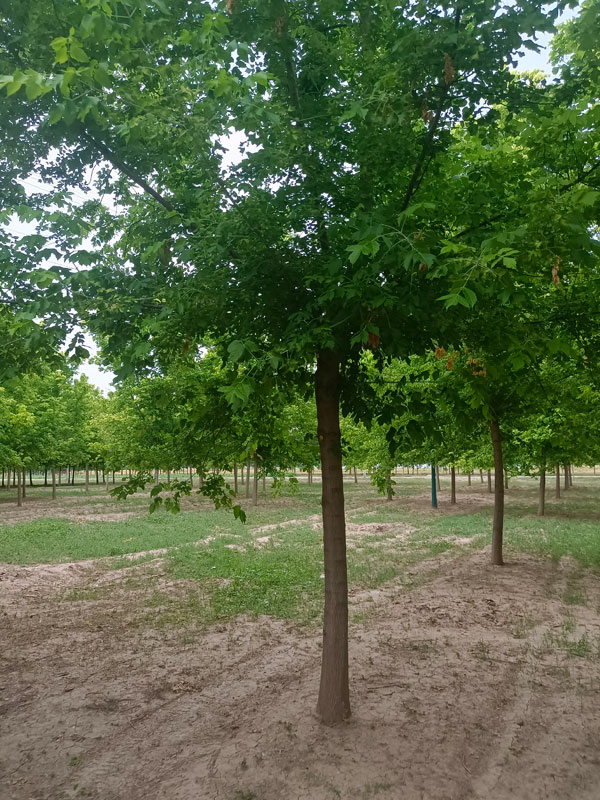 1731476892451561.jpg 27.jpg