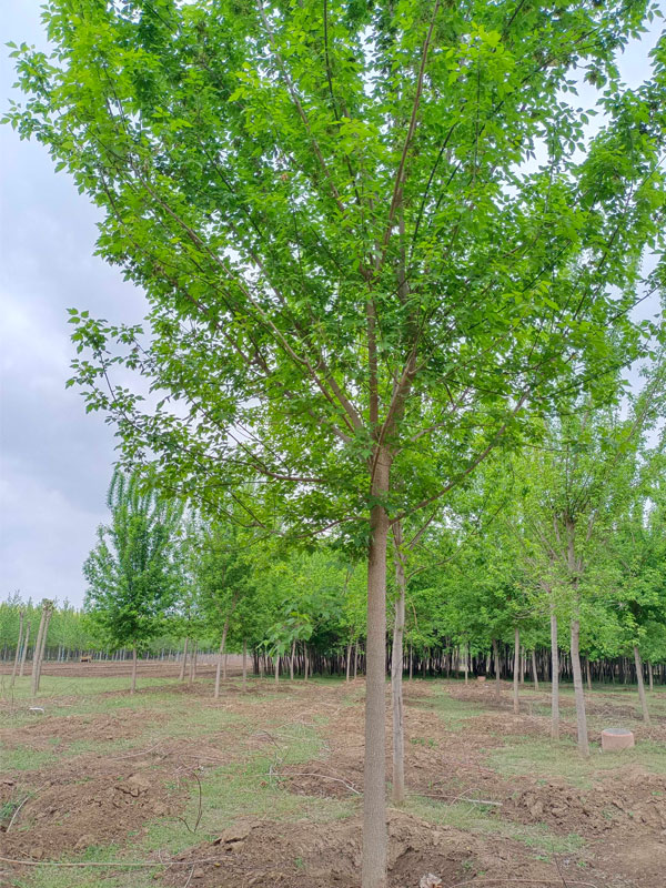 1731476976142506.jpg 23.jpg