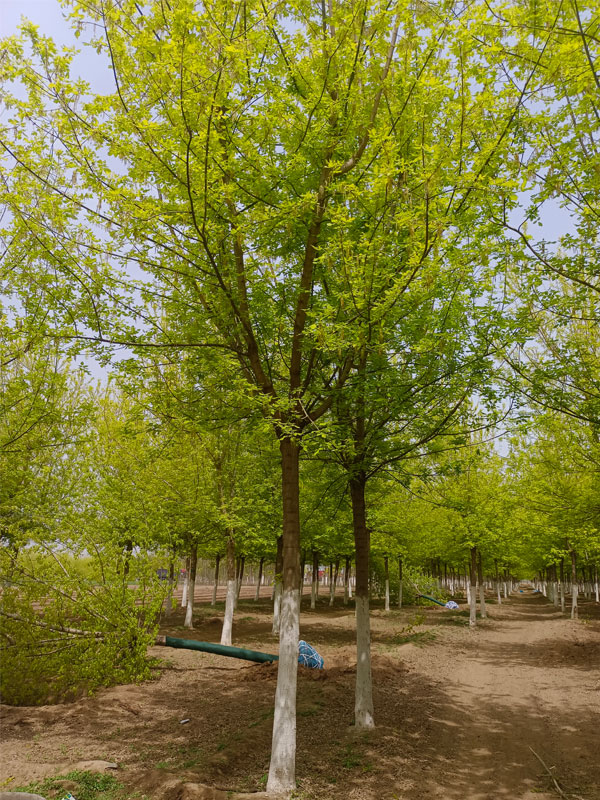 1731477044714086.jpg 33.jpg