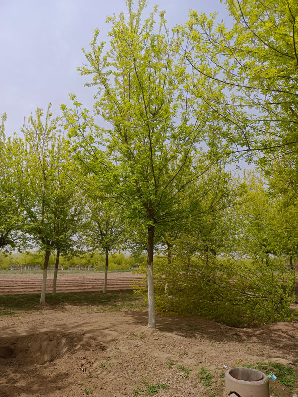 1731477116925962.jpg 34.jpg