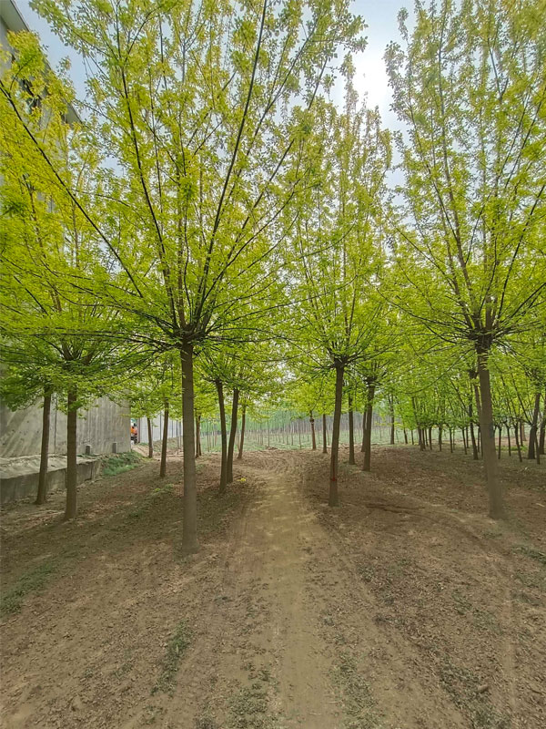 1731477267127427.jpg 19.jpg