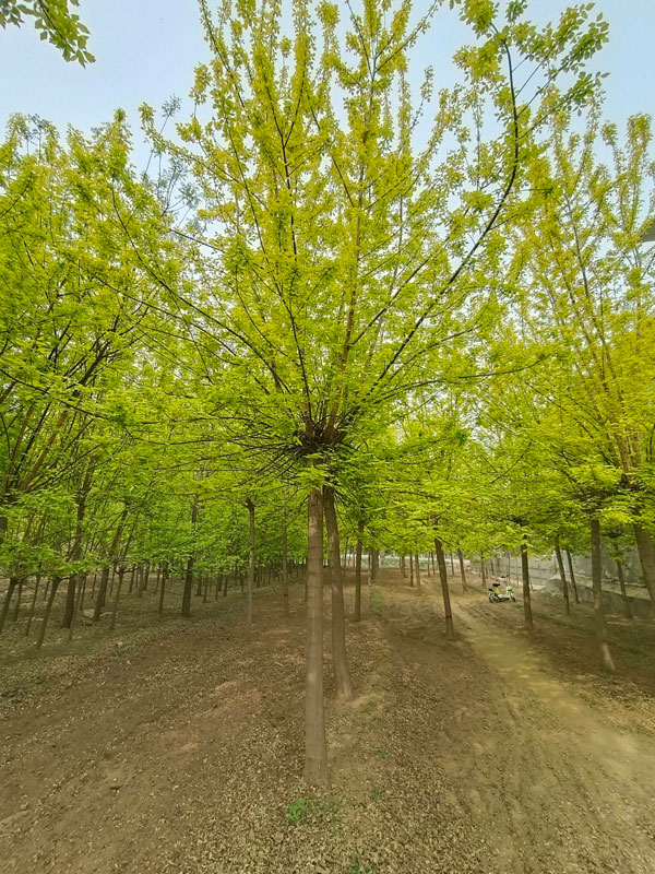 1731477349619228.jpg 22.jpg