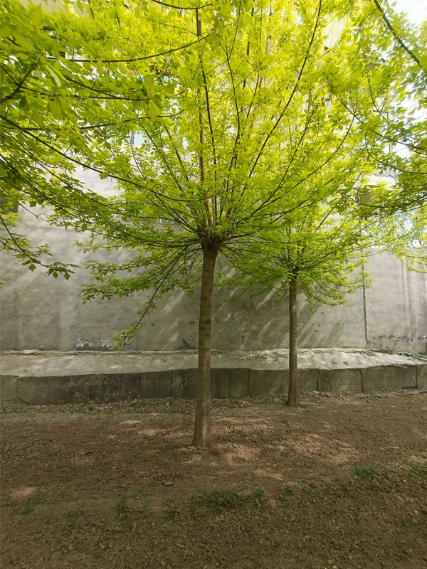 1731477418921198.jpg 21.jpg