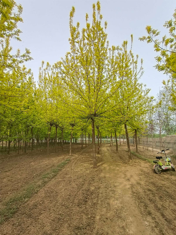 1731477501947194.jpg 20.jpg