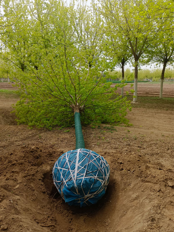 1731477724188034.jpg 36.jpg