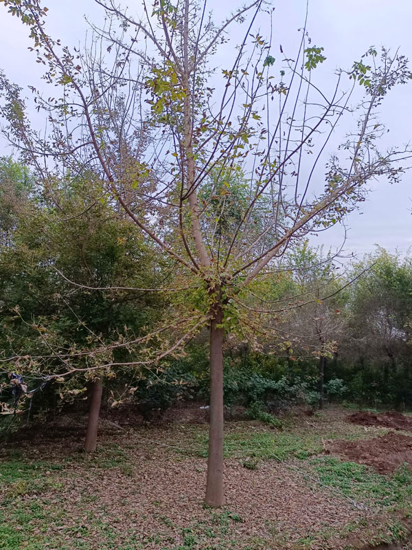 1731477983866554.jpg 13.jpg