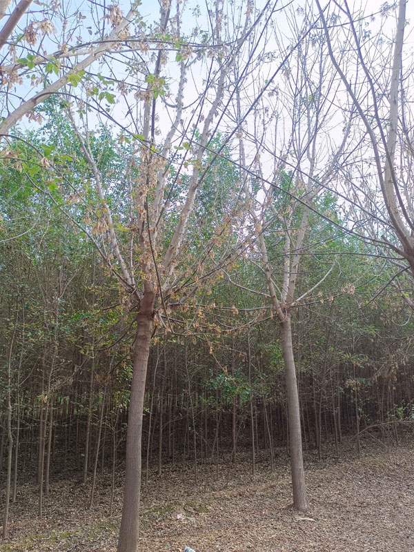 1731478325488954.jpg 16.jpg