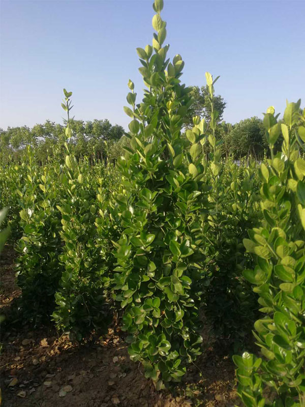 1731655902562252.jpg 14.jpg