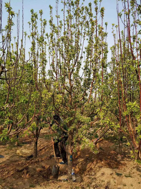 1731738923506492.jpg 19.jpg