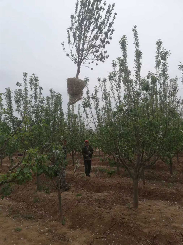 1731738993285691.jpg 14.jpg