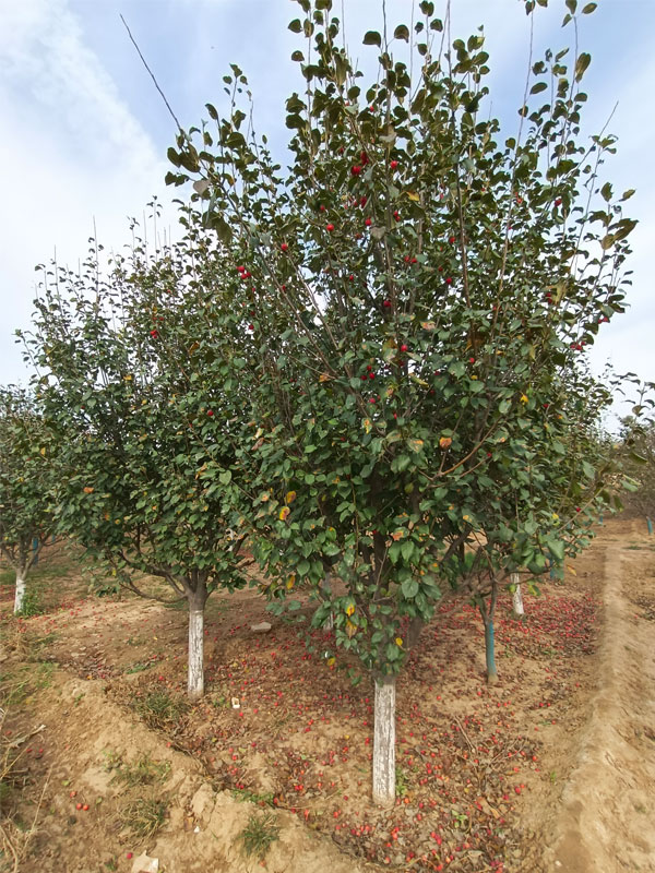 1731739987510386.jpg 7.jpg