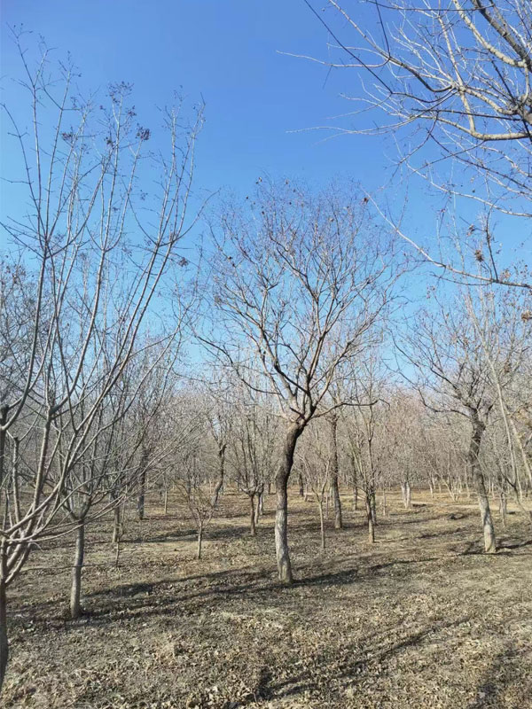 1731993947850825.jpg 34.jpg