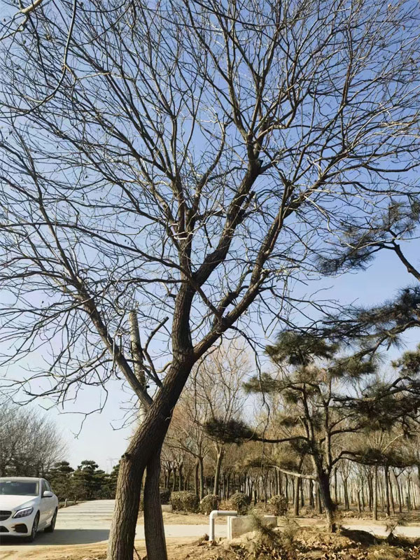 1731994028628484.jpg 33.jpg