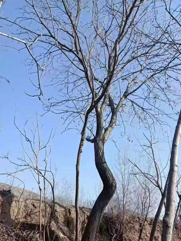 1731995166922880.jpg 31.jpg