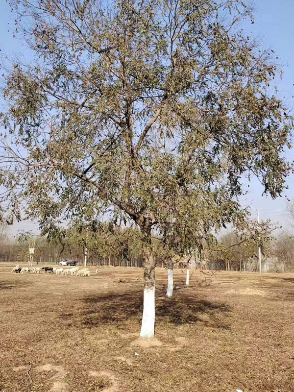 1731995529244073.jpg 26.jpg