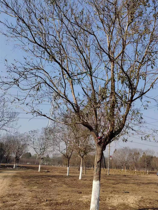 1731995908879474.jpg 24.jpg