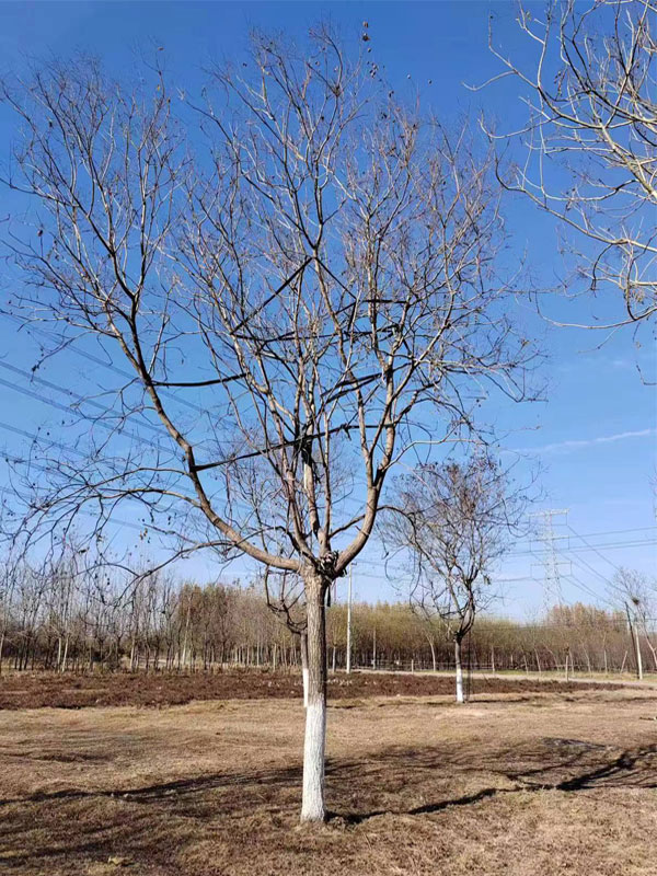 1731996108872530.jpg 23.jpg