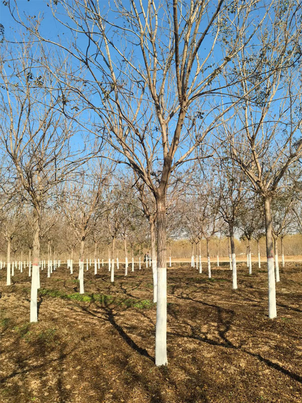 1731996288674606.jpg 21.jpg