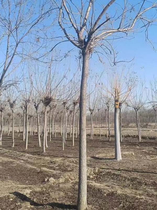 1731996379887685.jpg 20.jpg