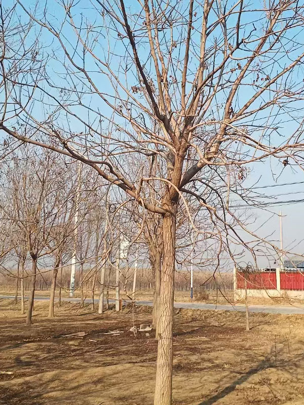 1731996438122104.jpg 19.jpg