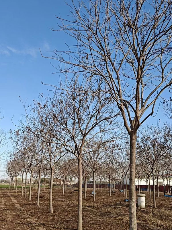 1731996723524471.jpg 16.jpg