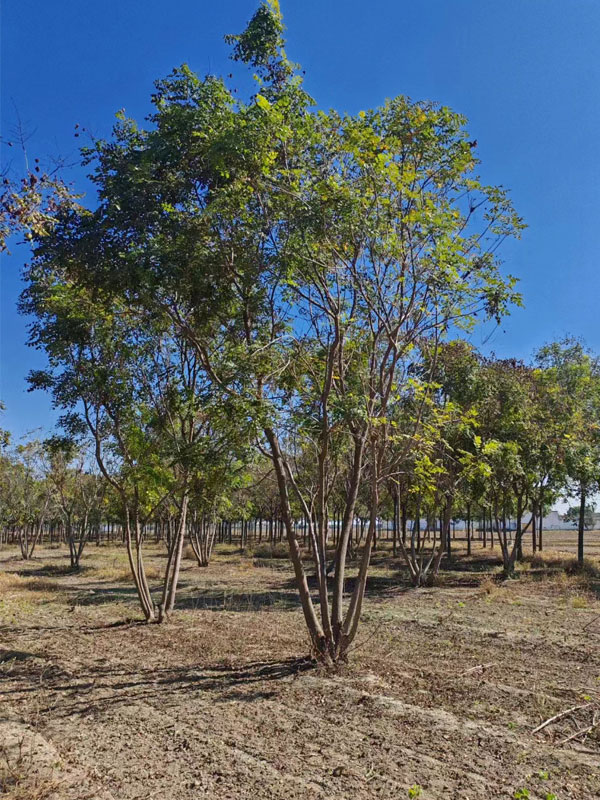 1731997200200826.jpg 12.jpg