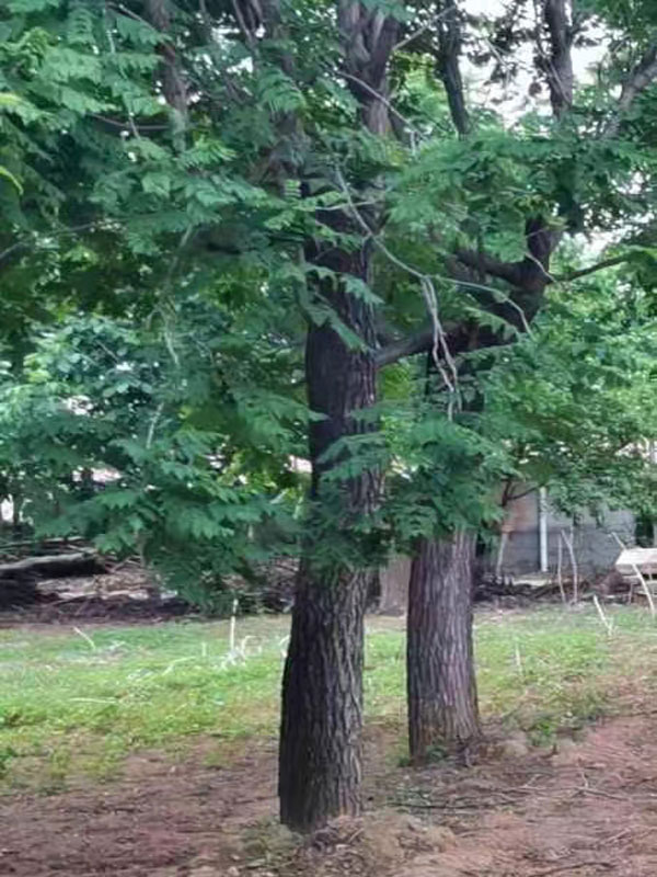 1731997297533273.jpg 11.jpg