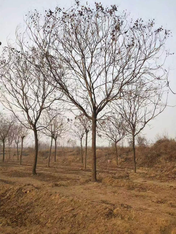 1731997500135941.jpg 9.jpg