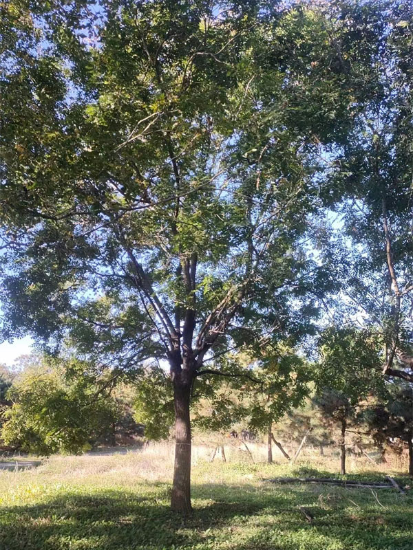 1731997594189472.jpg 8.jpg