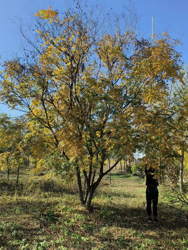 1731998175703602.jpg 2.jpg