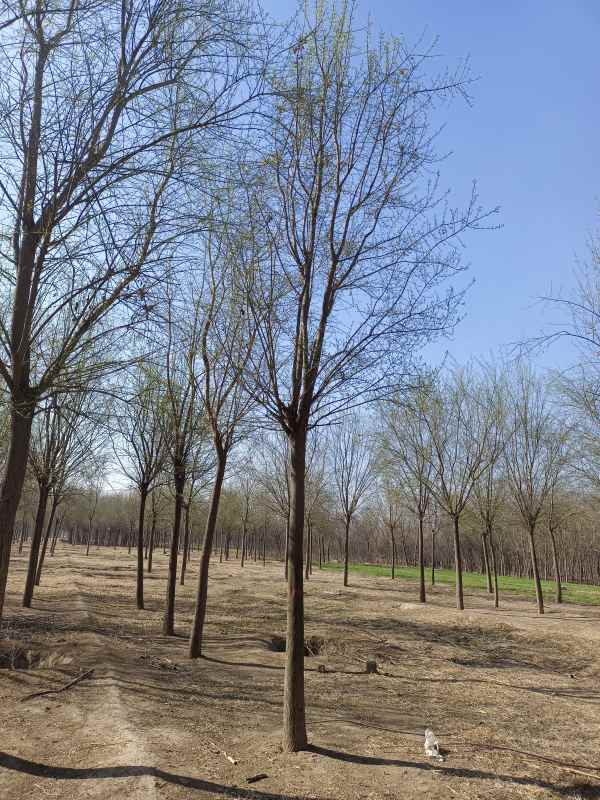 1732342283433838.jpg IMG_20230318_093424.jpg