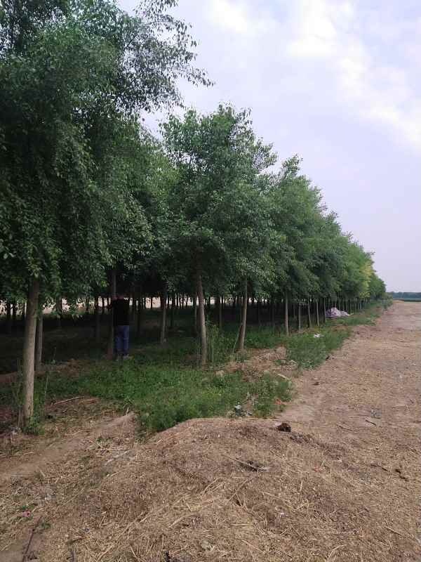 1732342473797328.jpg IMG_20210503_180118.jpg