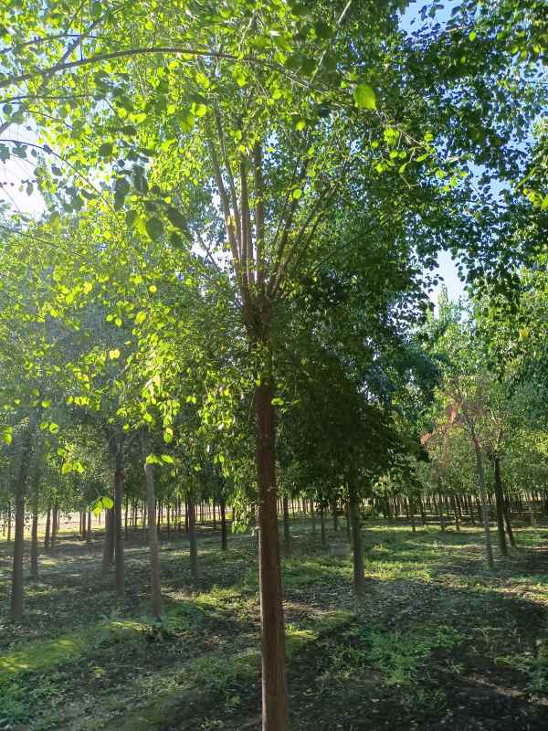 1732342697464356.jpg IMG_20211016_084657.jpg