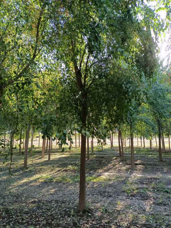 1732342829270862.jpg IMG_20211016_084722.jpg