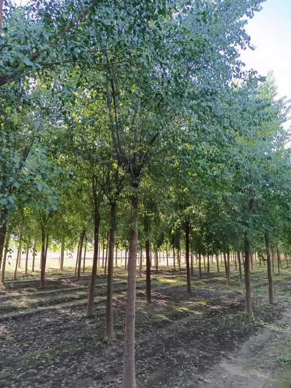 1732343280952707.jpg IMG_20211016_084735.jpg