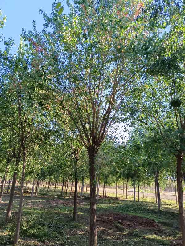 1732345741161930.jpg IMG_20211016_085106.jpg